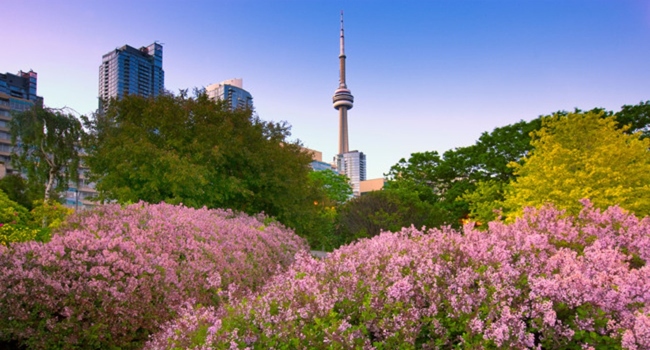 Toronto spring flowers