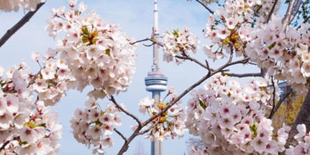 Toronto CN Tower cherry blossoms