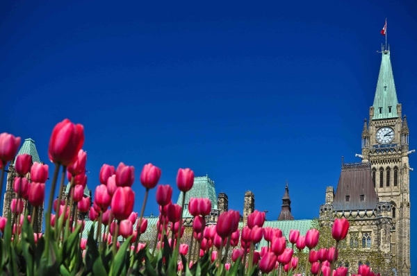 Ottawa Parliament Buidlings tulips