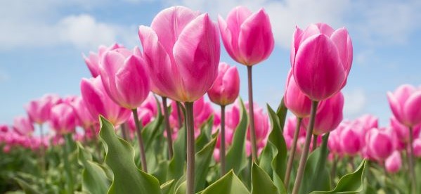 Pink Tulips